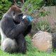 Illustration for article titled Environmental Win! The San Diego Zoo Has Announced They Have Acquired A Big Stupid Gorilla That Loves To Eat Plastic And Styrofoam